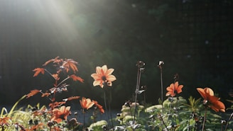 A garden with several blooming flowers illuminated by sunlight. The light creates a soft, ethereal glow around the flowers. Some of the leaves and flowers have a distinct red and orange hue, adding warmth to the scene. In the background, the dark foliage provides a contrasting backdrop, highlighting the vibrant colors of the flowers.