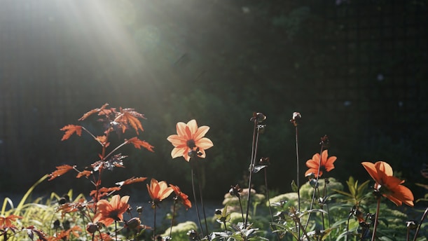 A garden with several blooming flowers illuminated by sunlight. The light creates a soft, ethereal glow around the flowers. Some of the leaves and flowers have a distinct red and orange hue, adding warmth to the scene. In the background, the dark foliage provides a contrasting backdrop, highlighting the vibrant colors of the flowers.