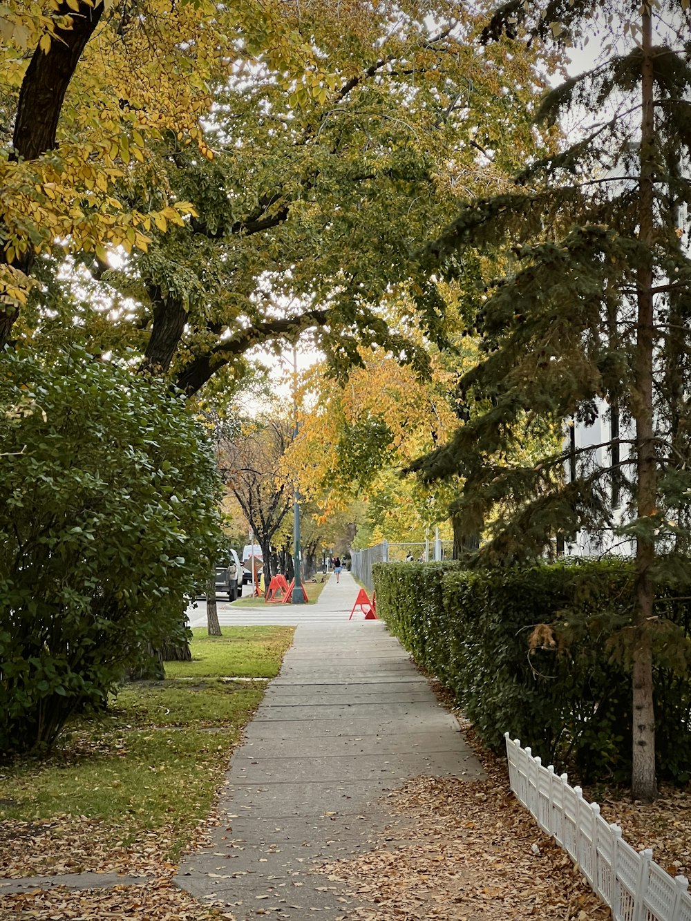 a walkway in a park with trees and leaves