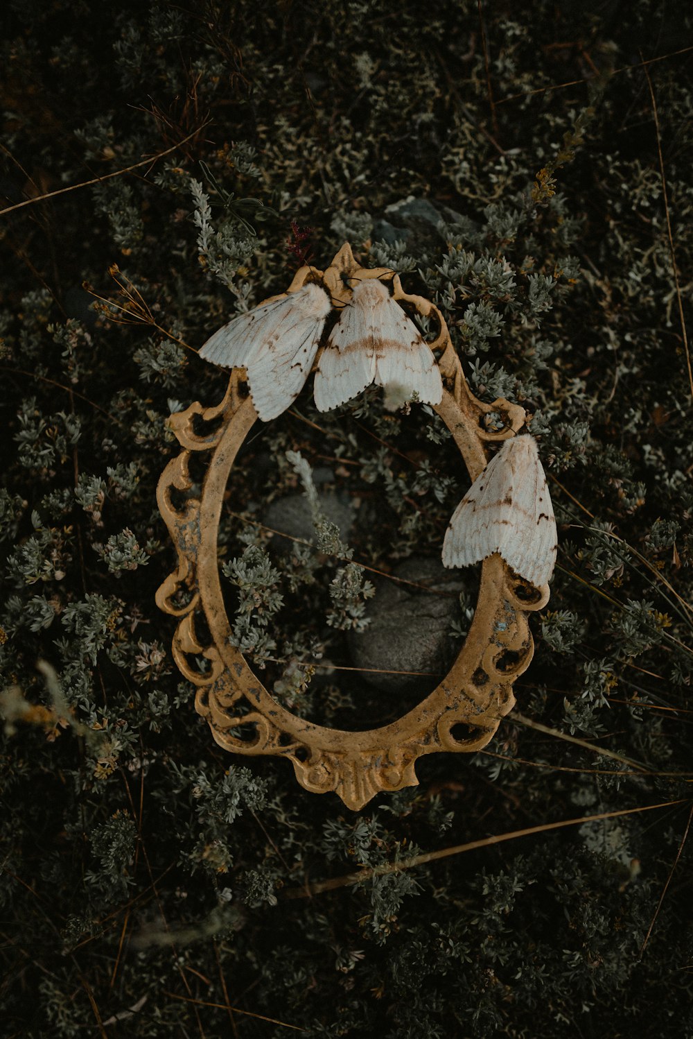 a mirror sitting in the middle of a forest