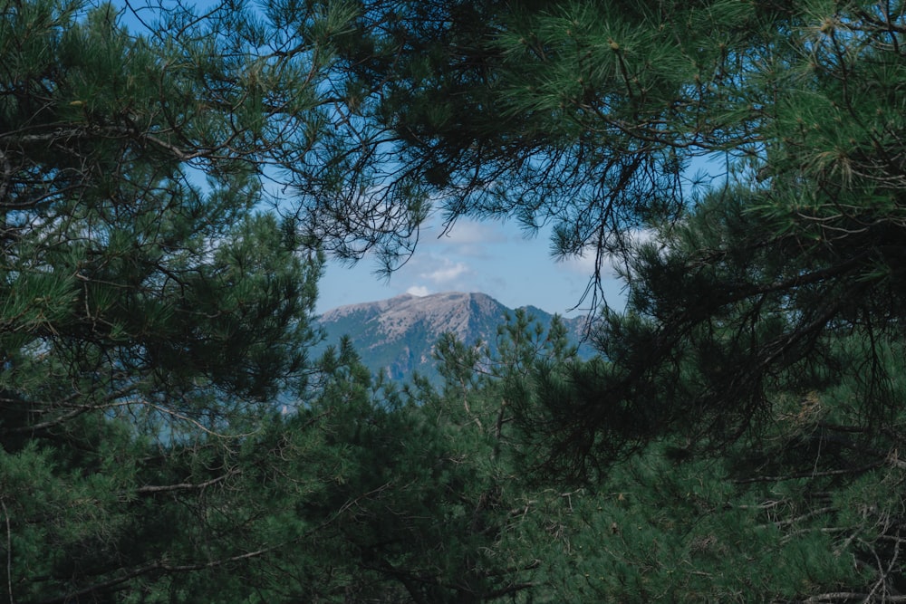 a view of a mountain through the branches of a pine tree