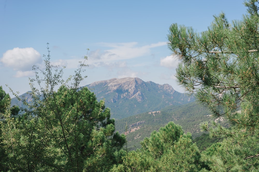 a view of a mountain range through the trees