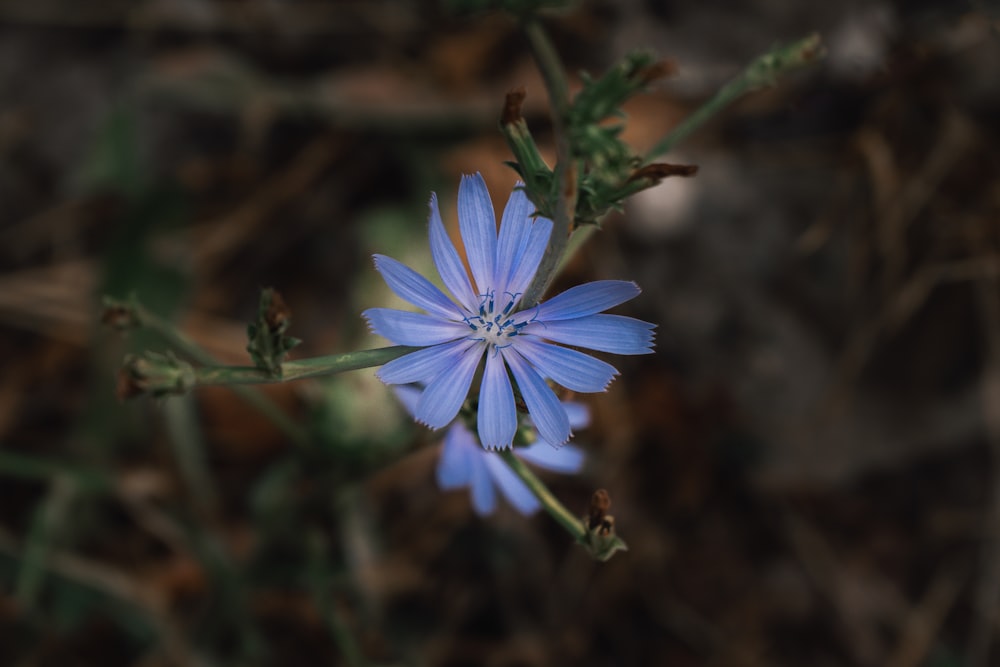 a close up of a blue flower on a plant