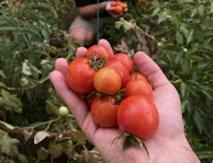 A gardener's hands gently holding freshly harvested ripe tomatoes with green leaves in the background.