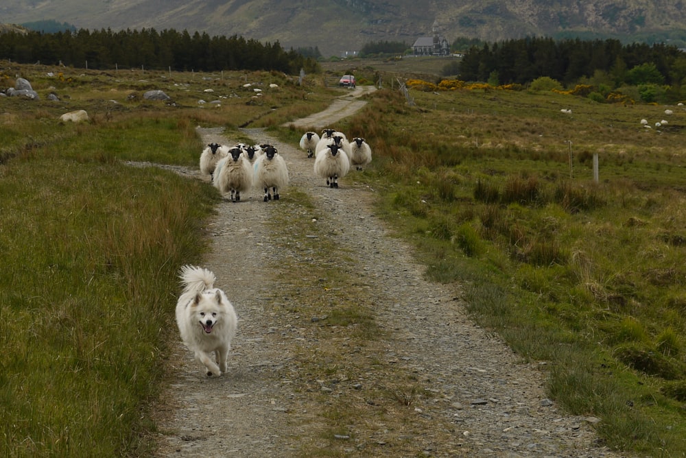 a herd of sheep walking down a dirt road