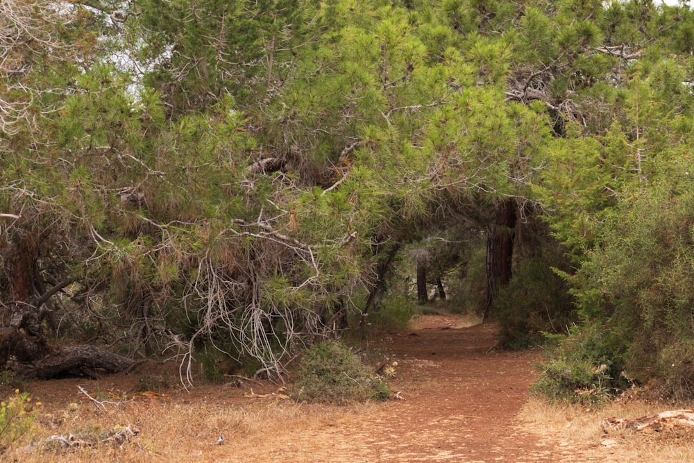 a dirt road surrounded by trees and bushes