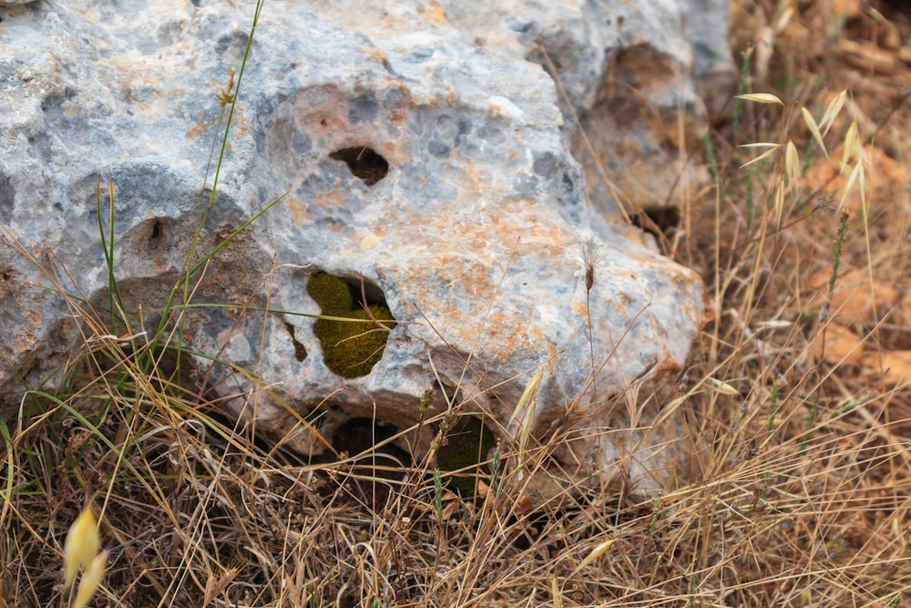 a rock with holes in it sitting in the grass
