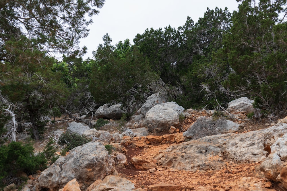 una zona rocciosa con alberi e rocce in primo piano