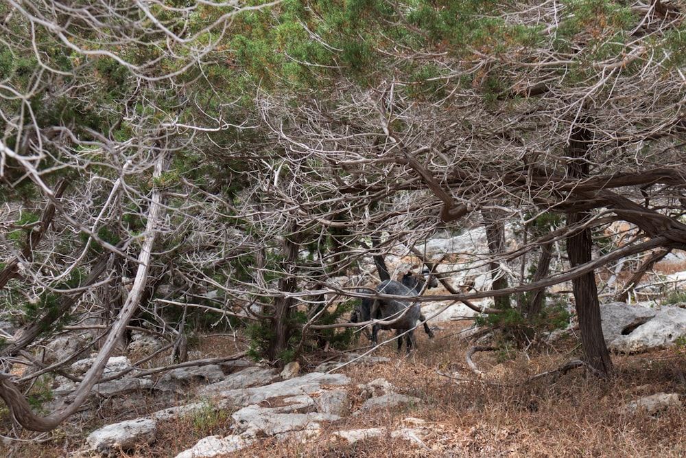 a couple of people walking through a forest