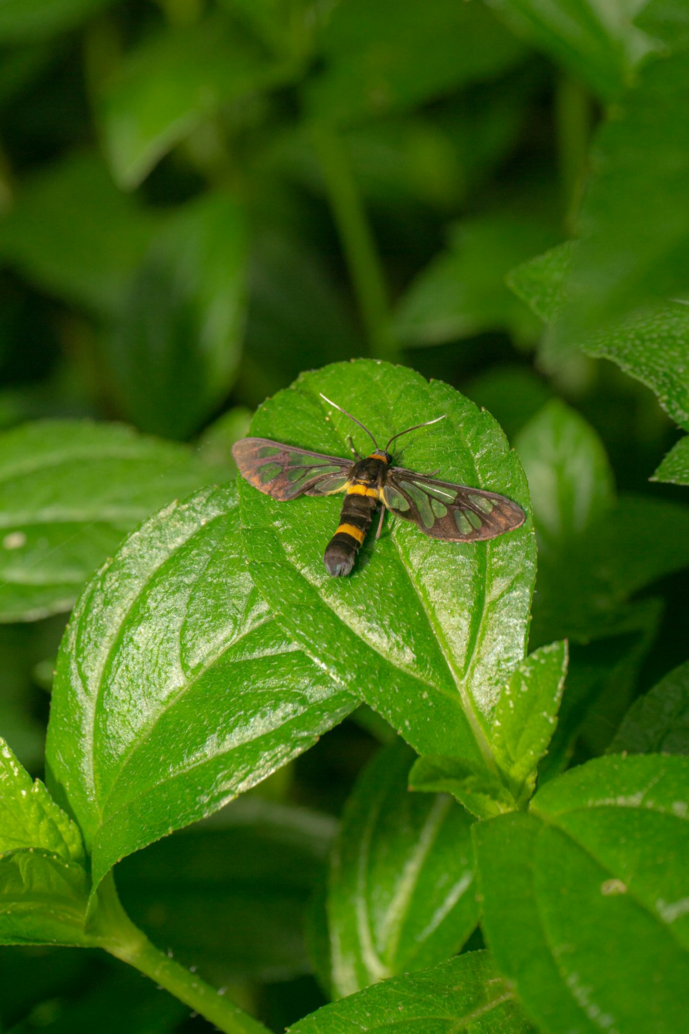 a fly sitting on top of a green leaf