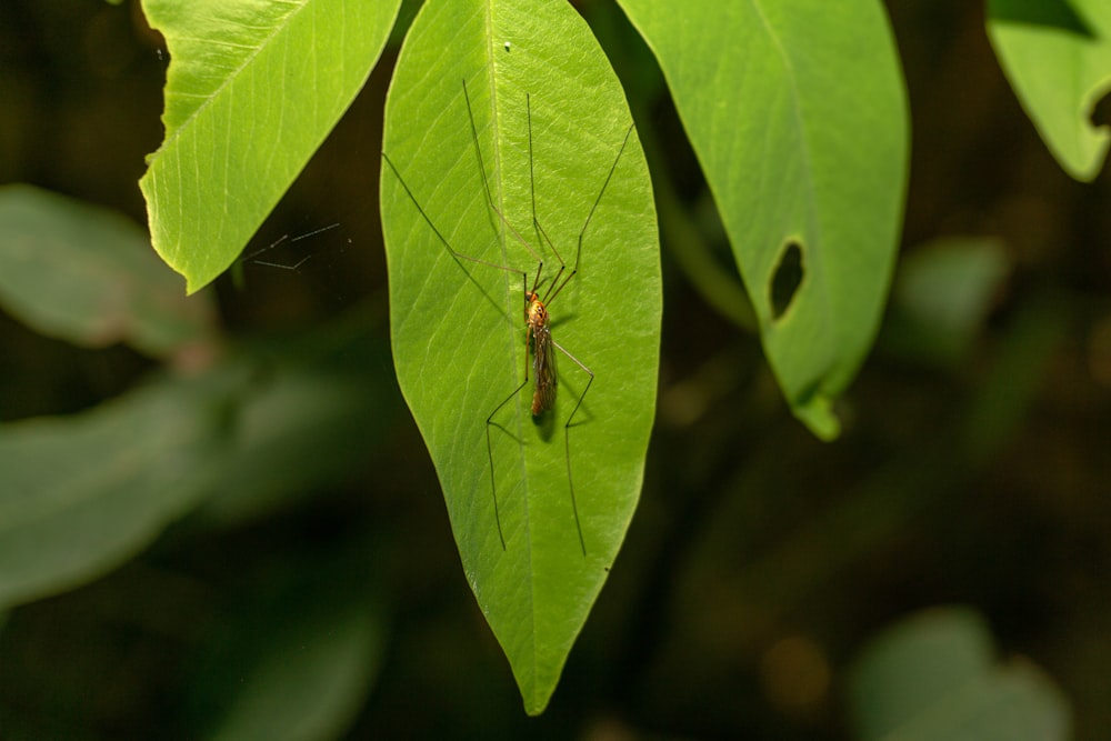 a bug sitting on a green leaf in a forest
