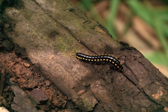 A black millipede with yellow bands crawls along the surface of a textured piece of wood. The wood appears aged, with visible cracks and mossy areas. The background is blurred with hints of green, suggesting a natural outdoor setting.