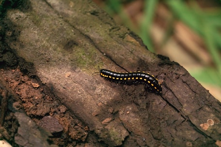 A black millipede with yellow bands crawls along the surface of a textured piece of wood. The wood appears aged, with visible cracks and mossy areas. The background is blurred with hints of green, suggesting a natural outdoor setting.