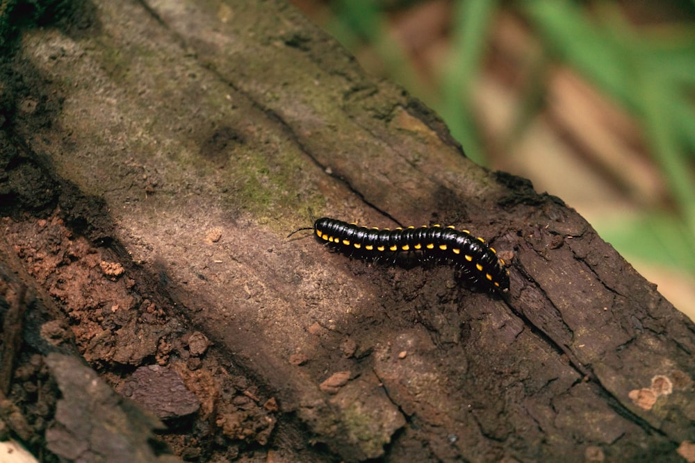 uma lagarta preta e amarela rastejando em uma árvore
