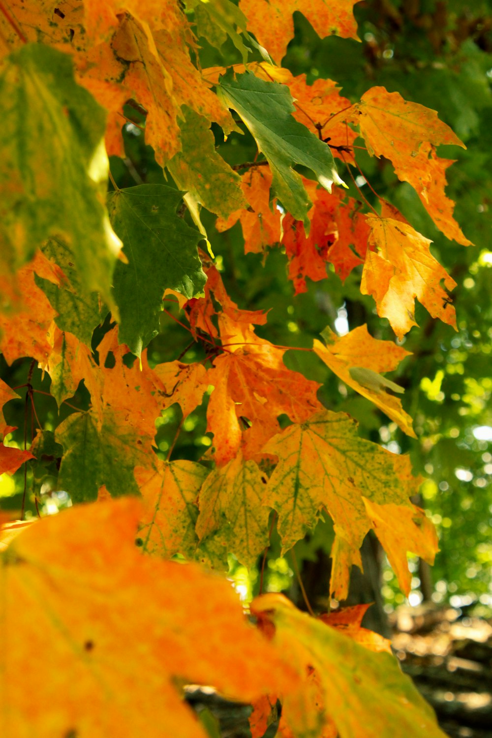 a bunch of leaves that are on a tree