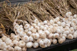 Freshly harvested bundles of garlic are arranged in neat rows on a wooden surface. The garlic bulbs are clean, with long, dried stems extending from the tops.