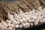 Freshly harvested bundles of garlic are arranged in neat rows on a wooden surface. The garlic bulbs are clean, with long, dried stems extending from the tops.