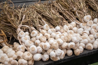 Hands harvesting garlic bulbs in a sunlit agricultural field