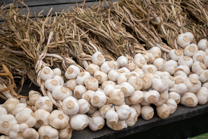 Fresh garlic bulbs and green onions freshly harvested and ready for packaging