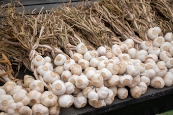 Freshly harvested bundles of garlic are arranged in neat rows on a wooden surface. The garlic bulbs are clean, with long, dried stems extending from the tops.