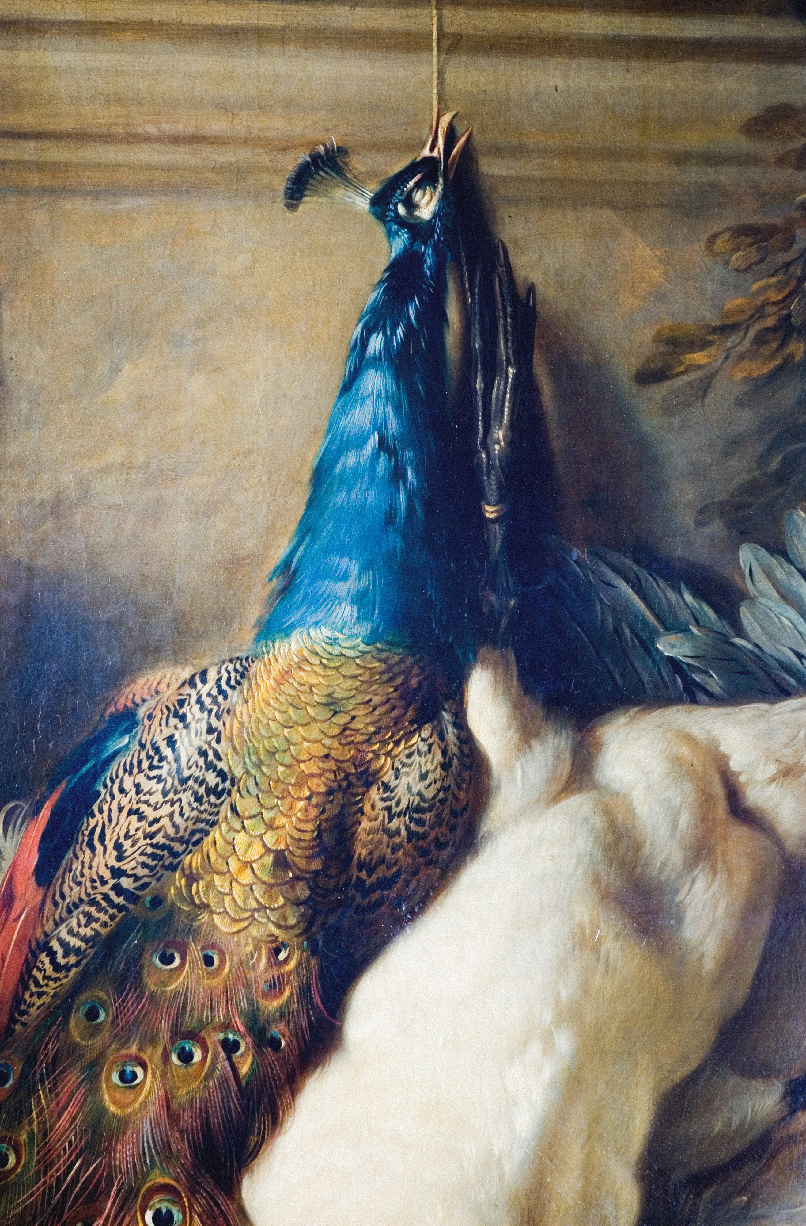 Uma pintura de um pavão e um cão branco foto – Imagem grátis sobre Arte na  Unsplash, image size:3000x4560