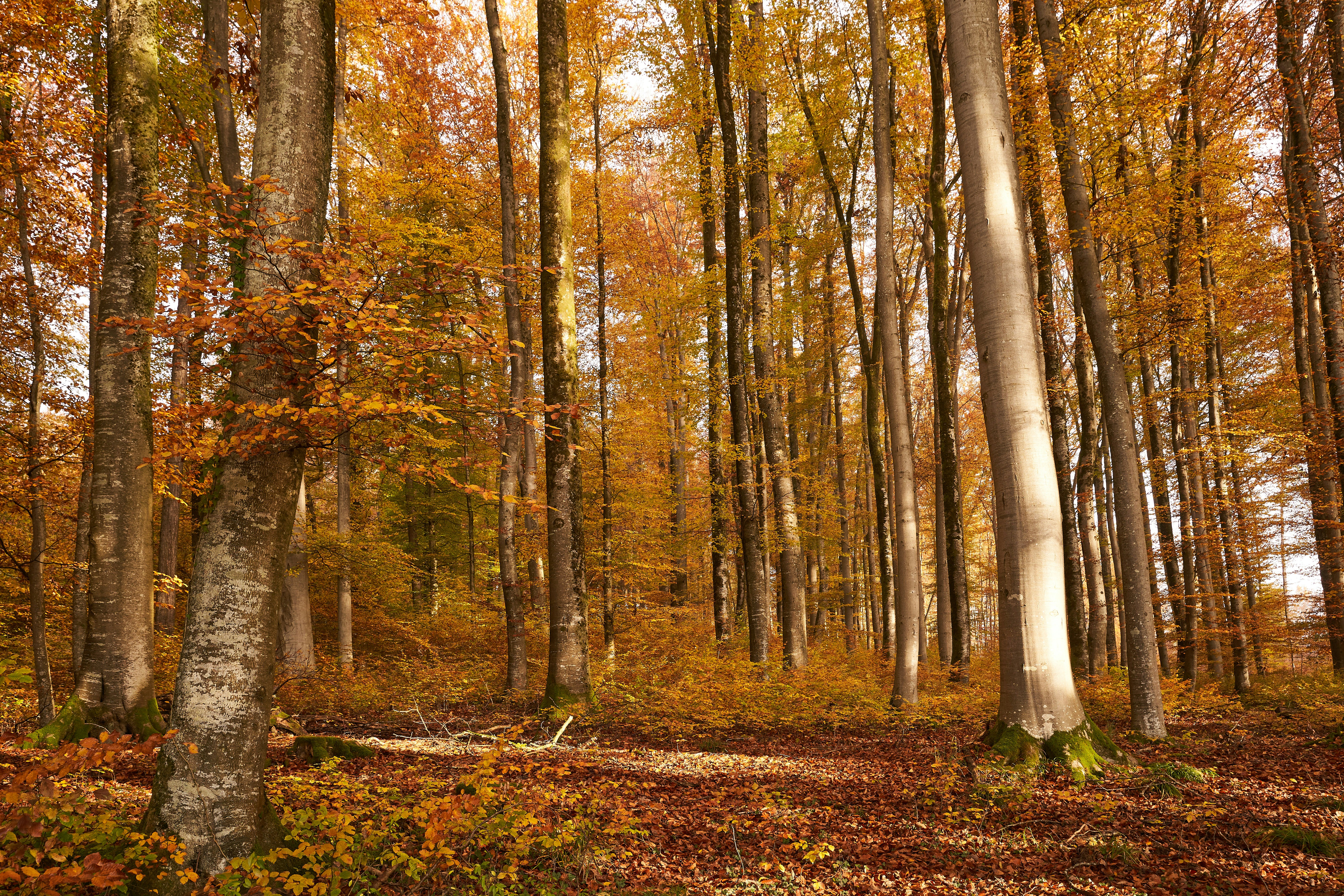 Photo by wolfgang_hasselmann