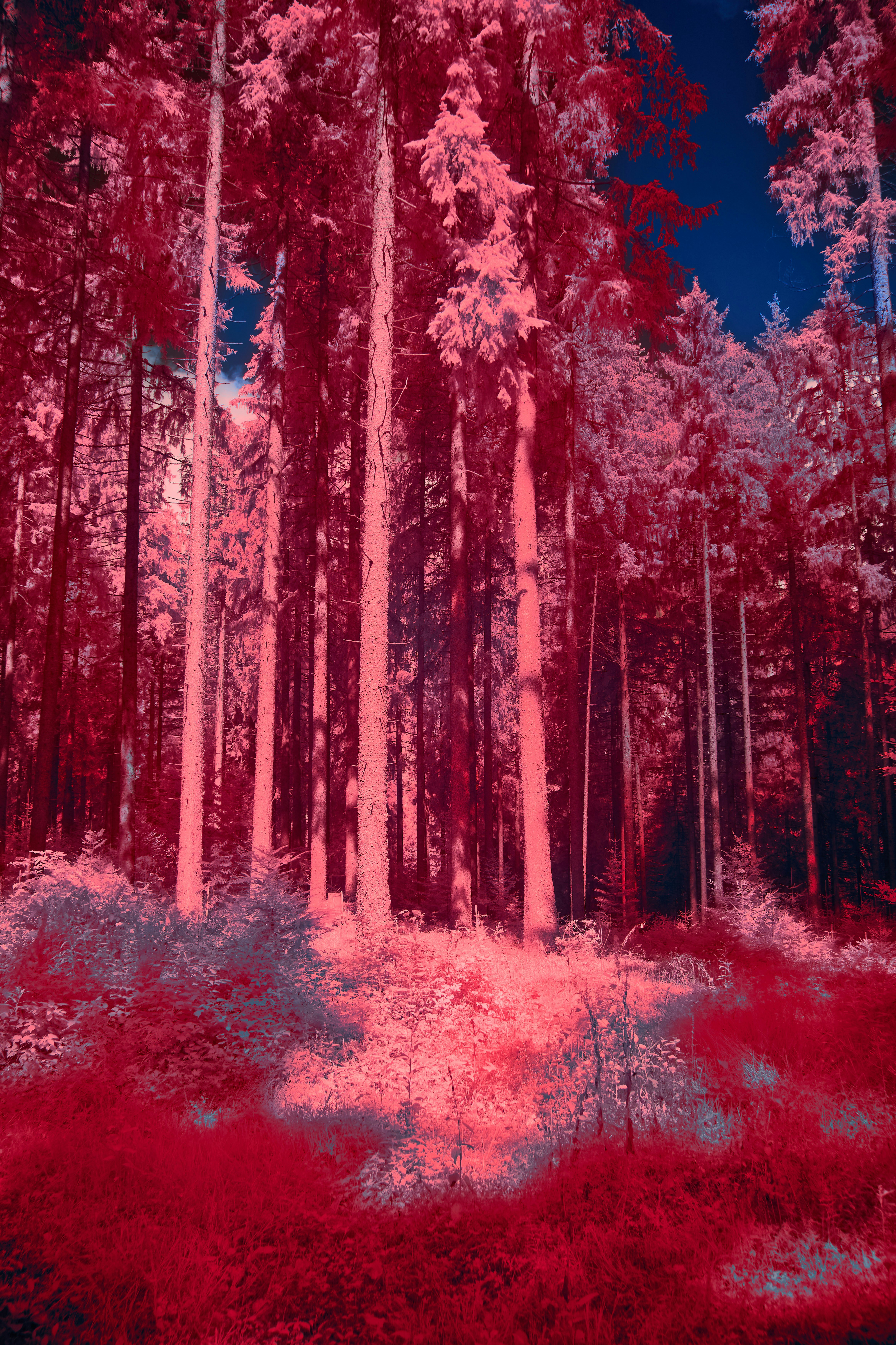 Photo by wolfgang_hasselmann