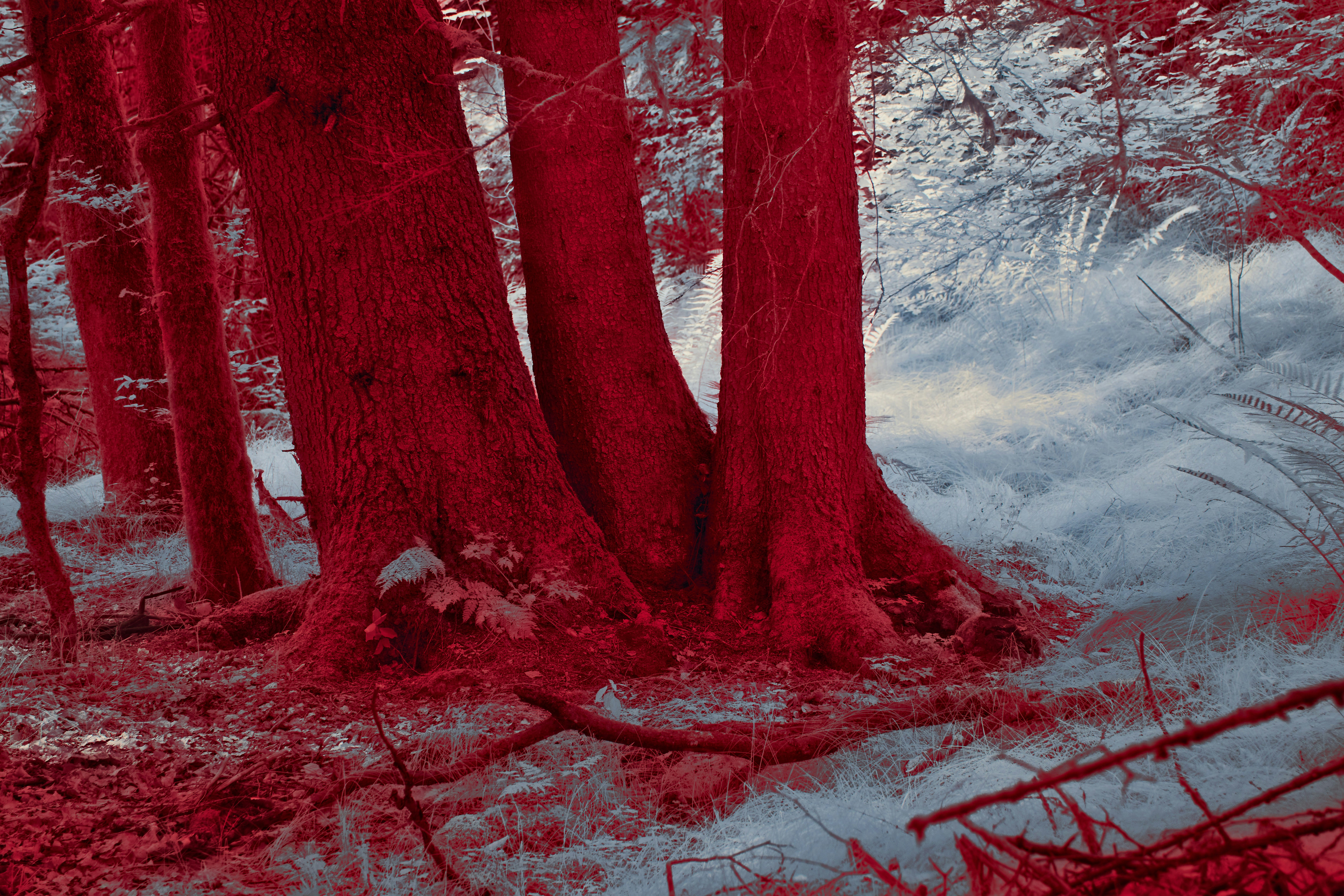 Photo by wolfgang_hasselmann