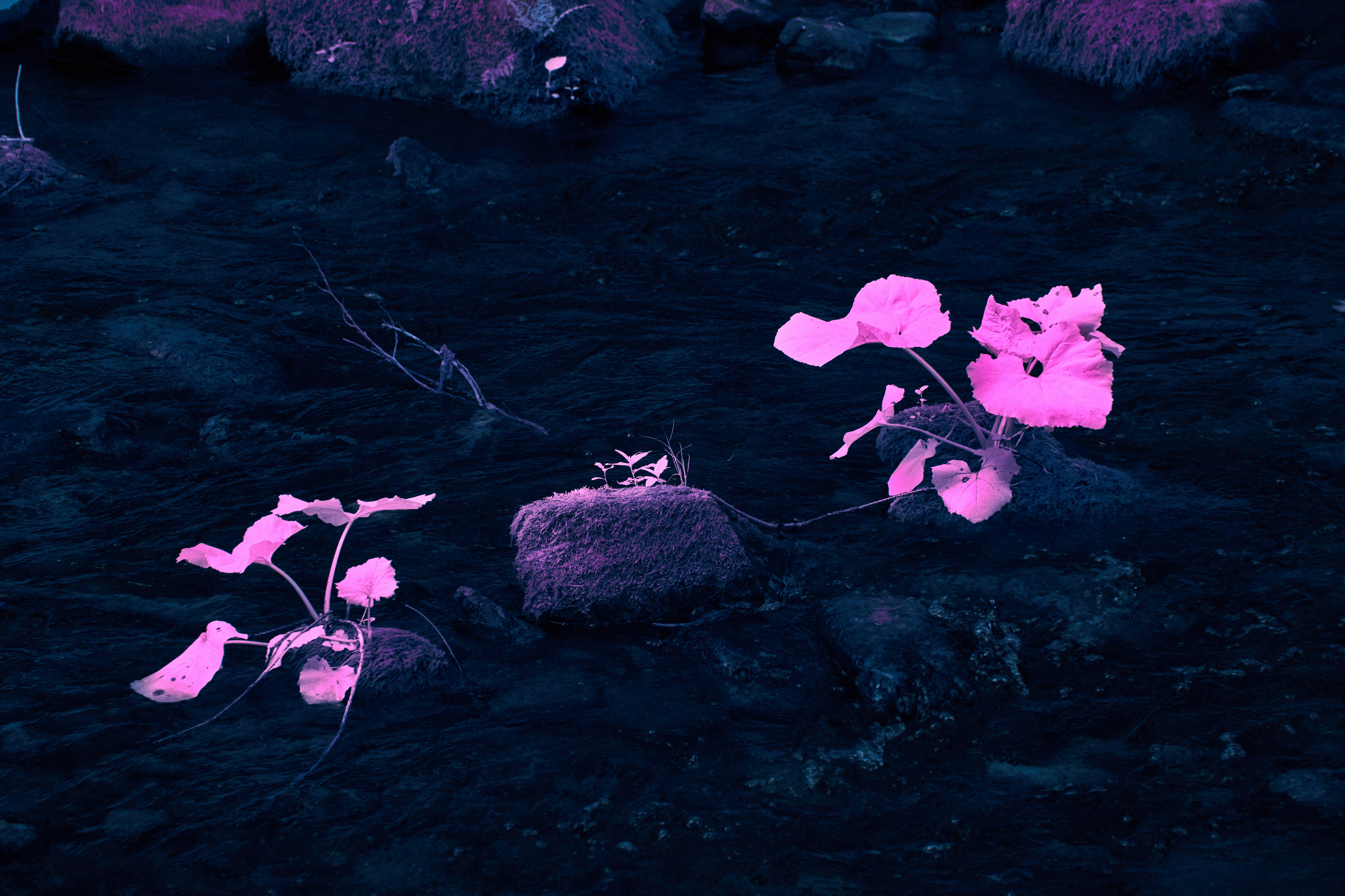 Photo by wolfgang_hasselmann