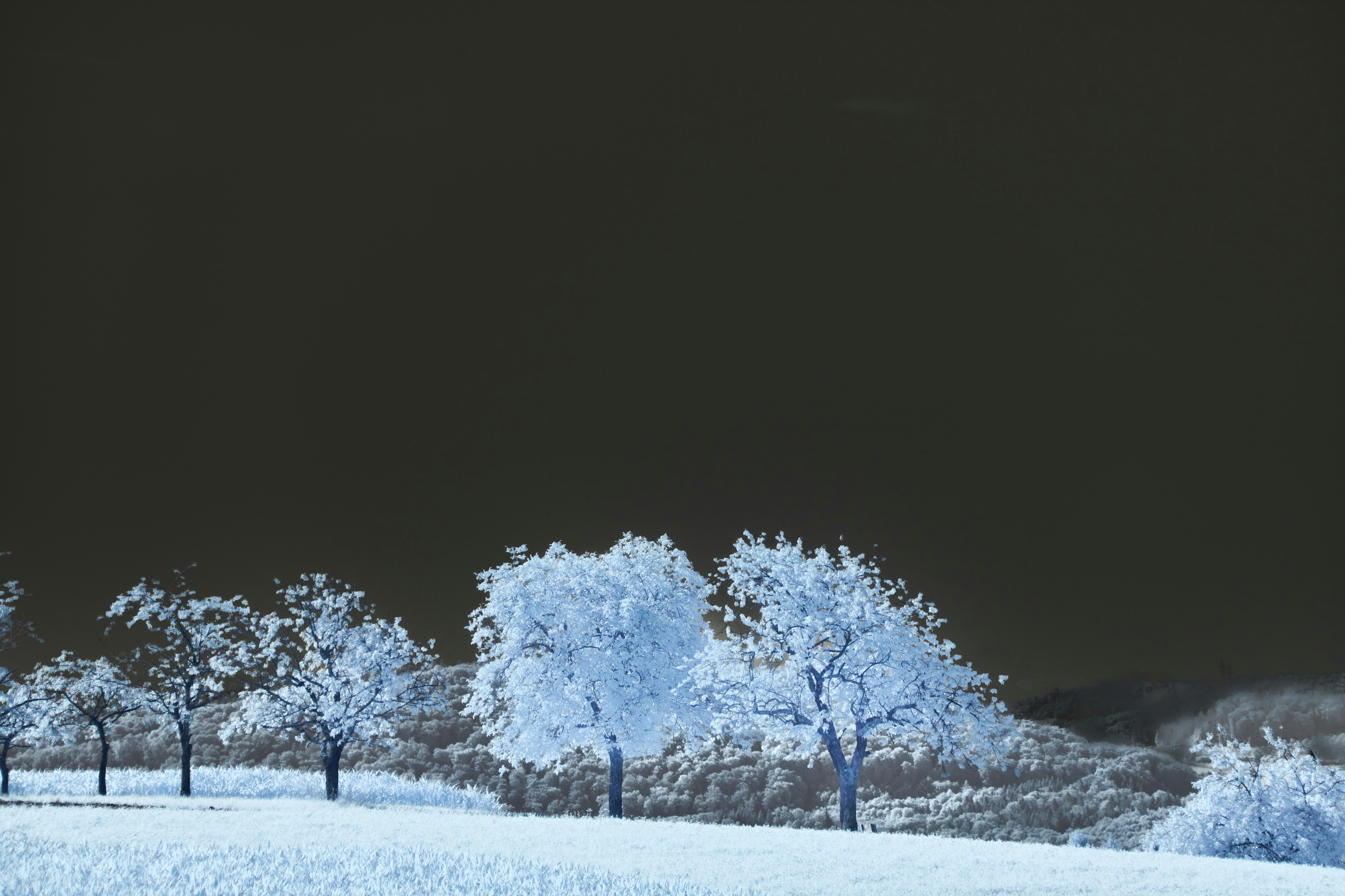 Photo by wolfgang_hasselmann