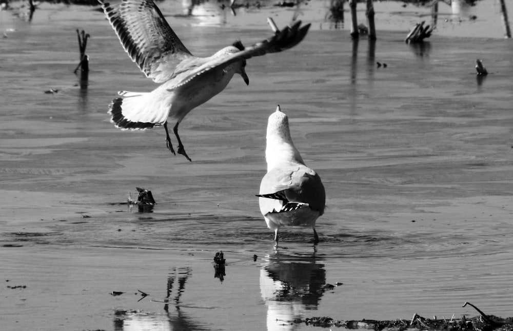Una coppia di uccelli che volano sopra uno specchio d'acqua