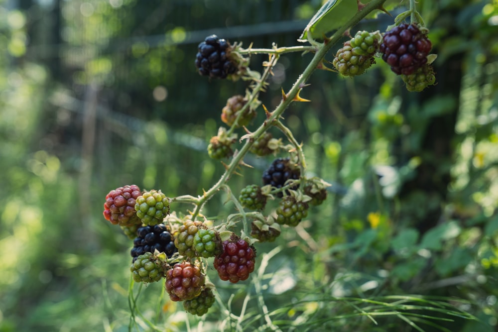 a bunch of berries hanging from a tree