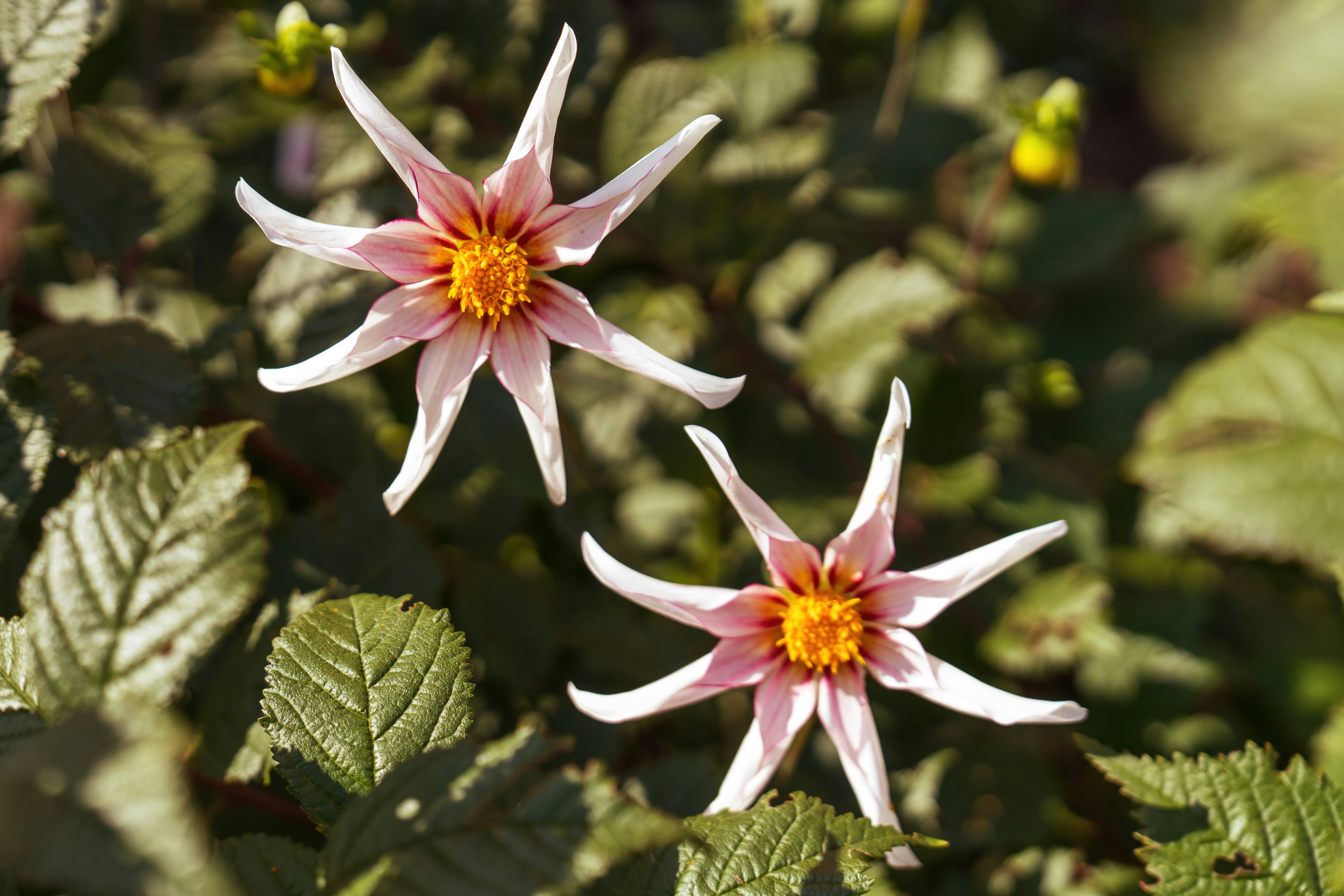 Afbeelding van Haarlem