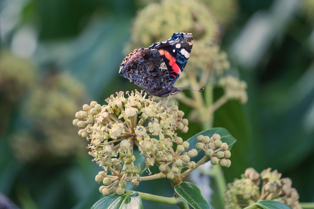 a red and black butterfly sitting on top of a flower