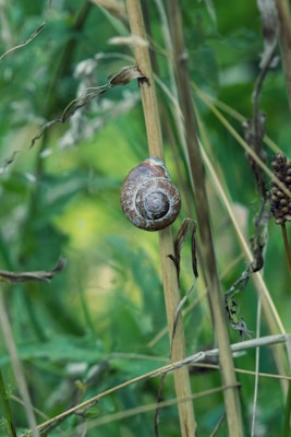 Close-up of a natural snail slime serum bottle surrounded by fresh herbs in a rustic farm setting.