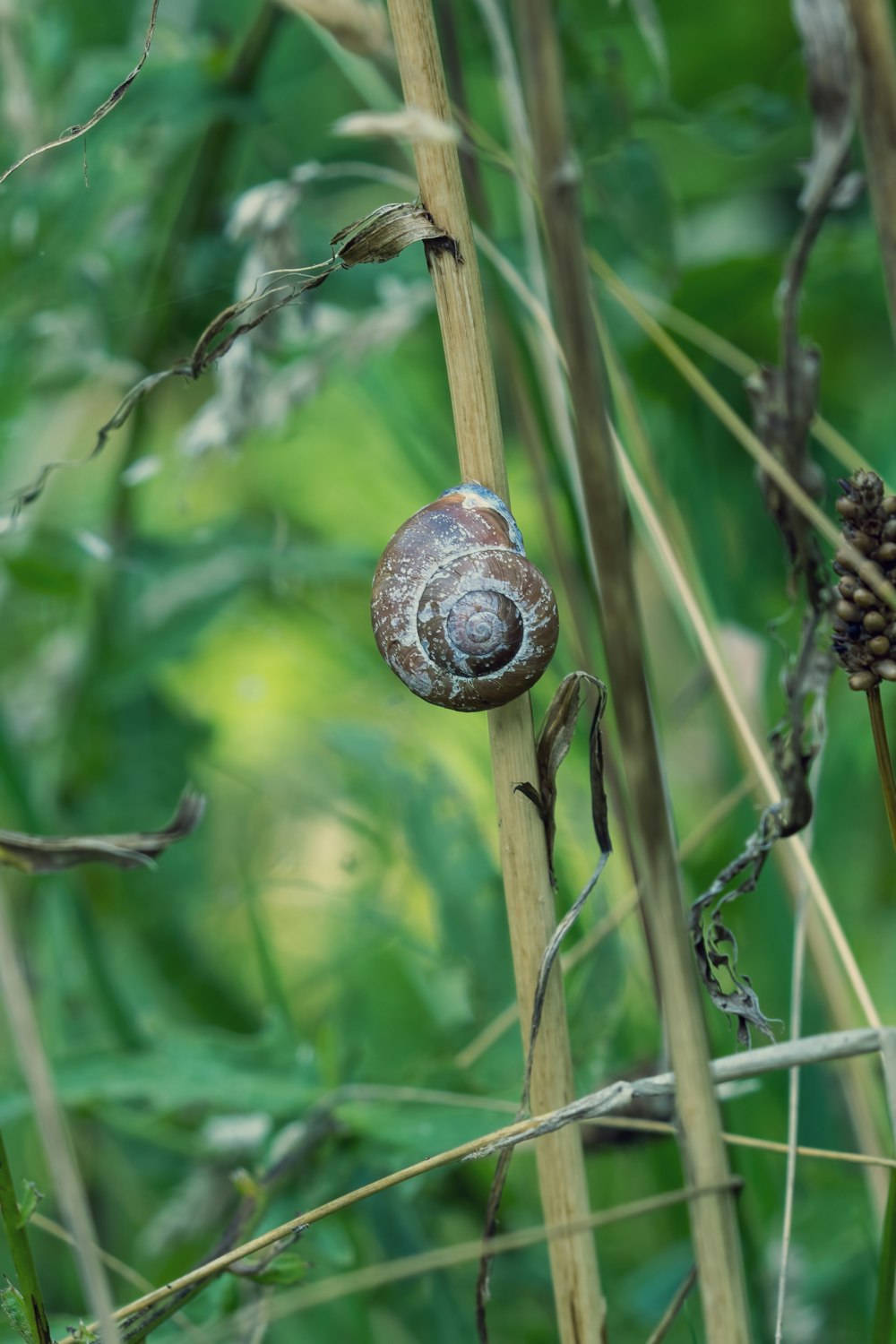 a snail is sitting on top of a plant