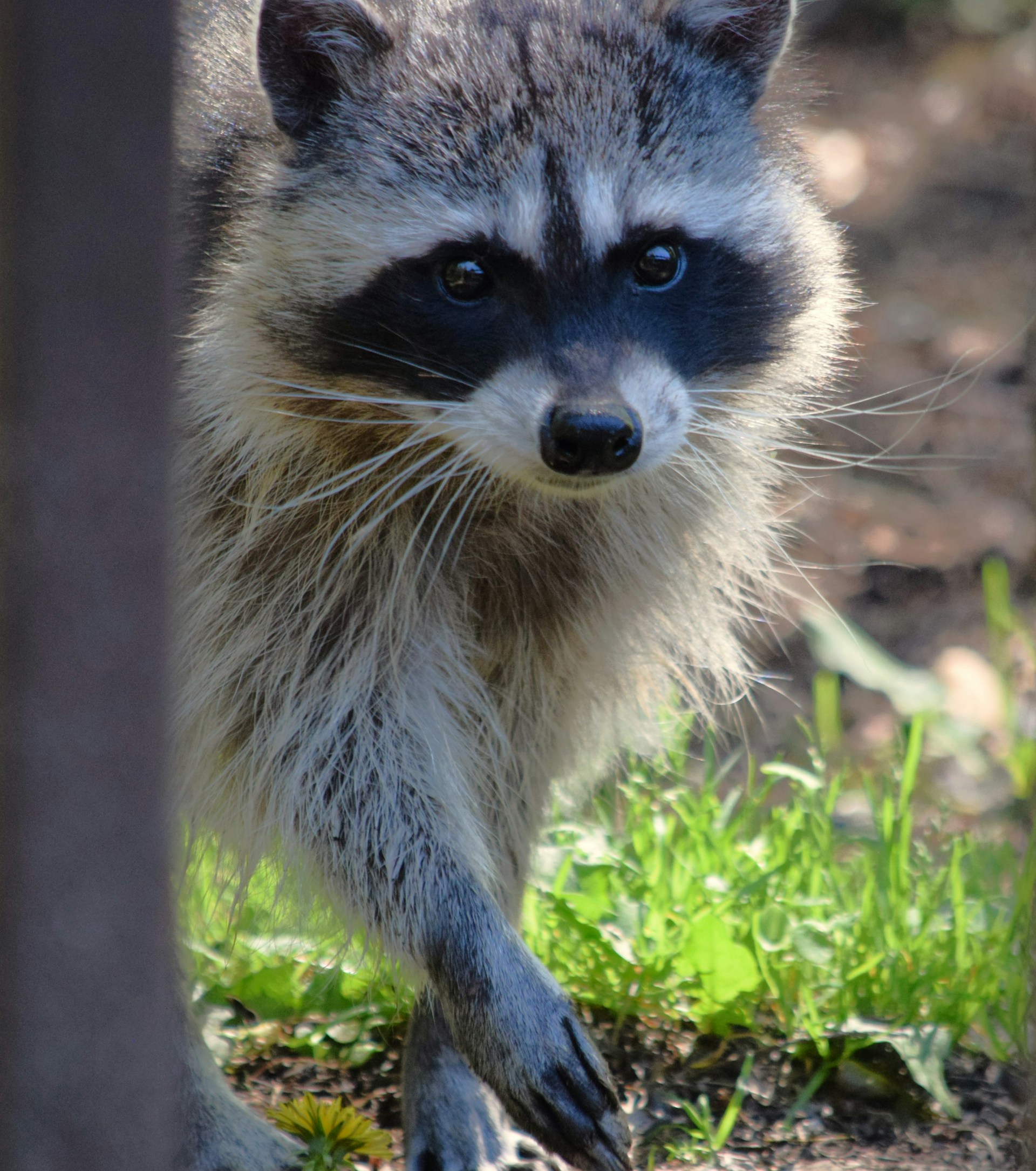 a raccoon is walking around in the grass