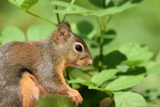 Close-up of a vibrant Indian Giant Squirrel amidst green foliage.
