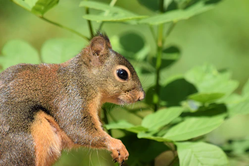 Close-up of a vibrant Indian Giant Squirrel amidst green foliage.