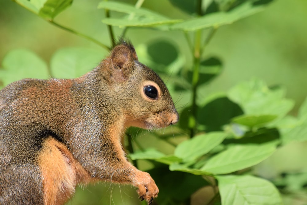 a close up of a squirrel on a tree branch