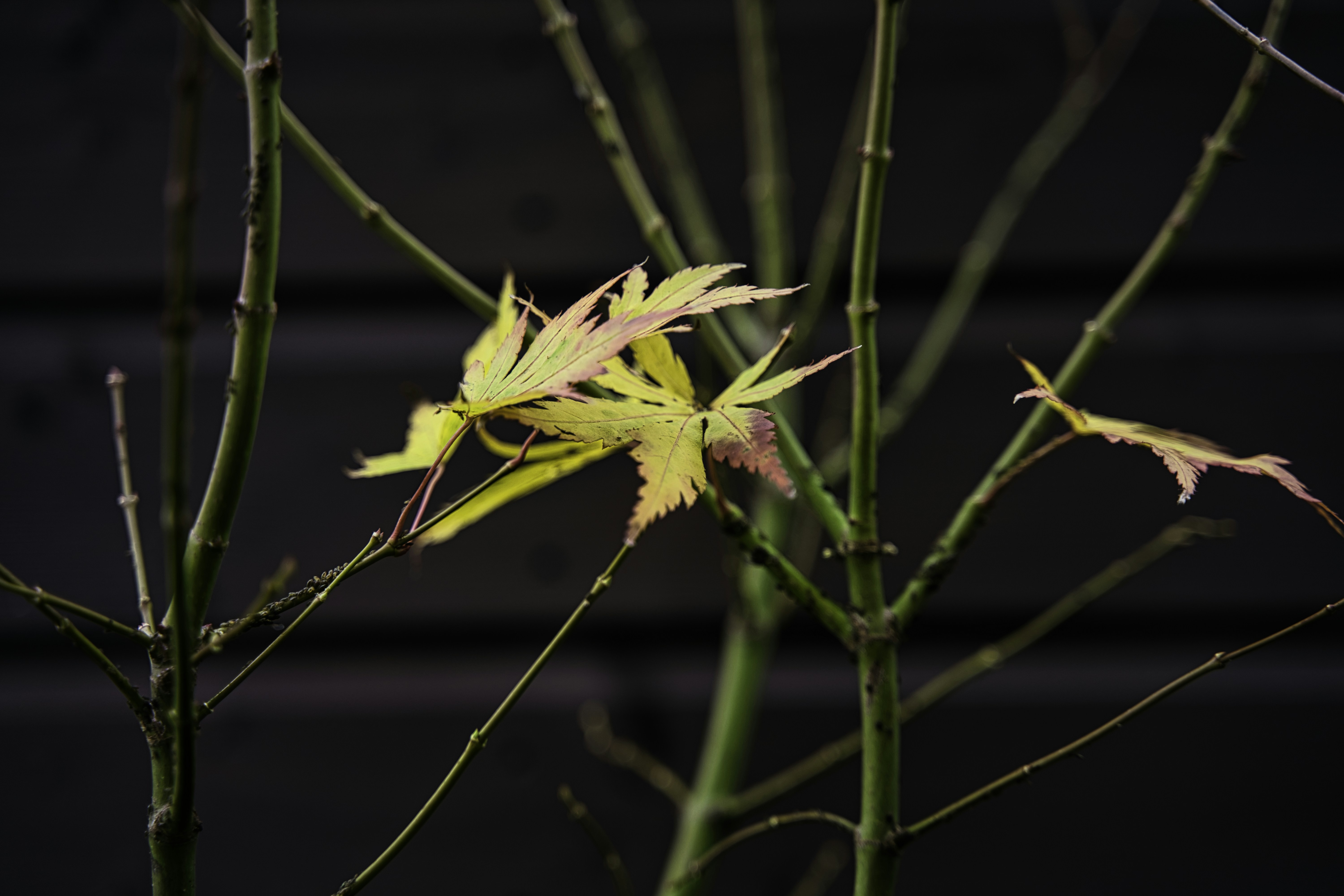 a close up of a plant with leaves