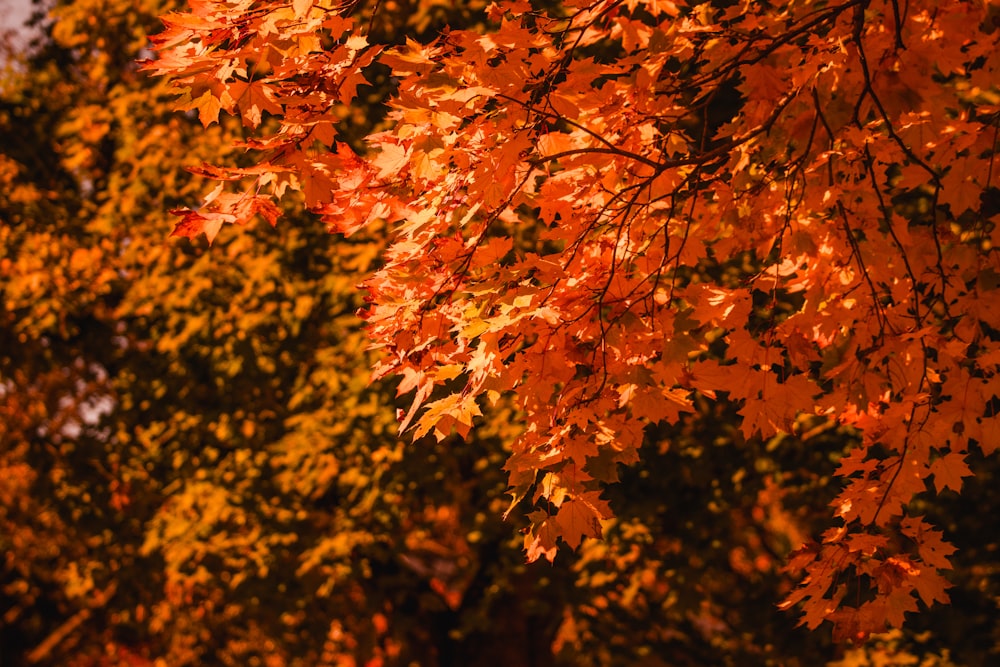 un arbre à feuilles orangers à l’automne