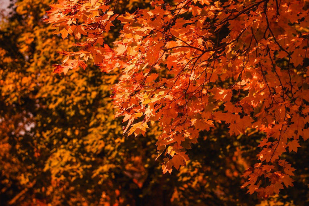 a tree with orange leaves in the fall