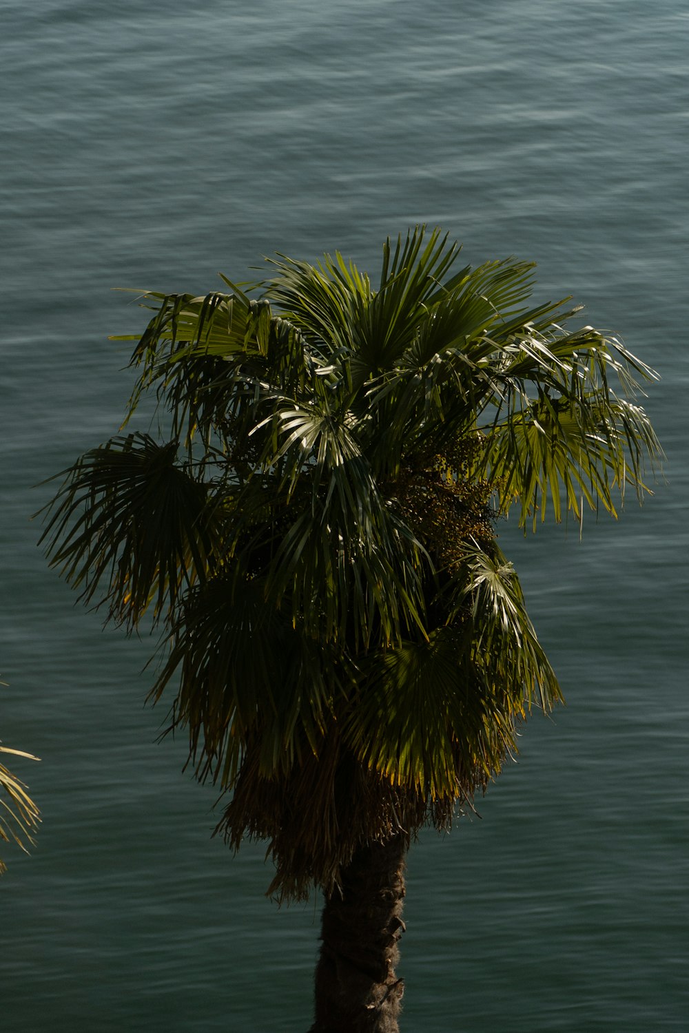 a palm tree next to a body of water