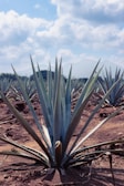A field filled with agave plants, each displaying sharp, pointed leaves with a bluish-green tint against a backdrop of brown soil. The sky is partly cloudy, and in the distance, there are silhouettes of mountains.