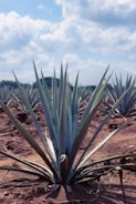 Close-up of agave plants in Guerrero fields under sunlight.