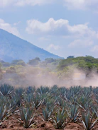 Sunset view over an agave field in Mexico with mountains in the background.