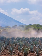 Green agave fields with solar panels supporting eco-friendly mezcal production.