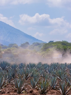 Close-up of ripe agave piñas ready for harvest in the fields of Arandas, Jalisco.