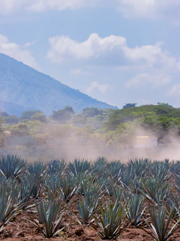 Sunset over an agave field with mountains in the distance.